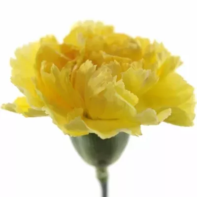 Karafiát ST YAELI 60cm