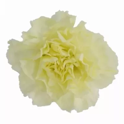 Karafiát ST YELLOW LIBERTY 55cm