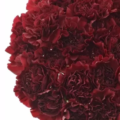 DIANTHUS ST ZURIGO
