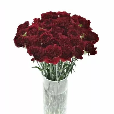 DIANTHUS ST ZURIGO