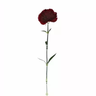 DIANTHUS ST ZURIGO