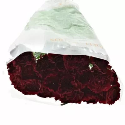 DIANTHUS ST ZURIGO