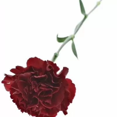 DIANTHUS ST ZURIGO