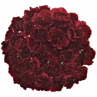 DIANTHUS ST ZURIGO
