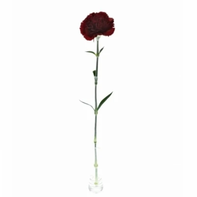 DIANTHUS ST ZURIGO