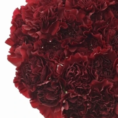 DIANTHUS ST ZURIGO