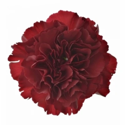DIANTHUS ST ZURIGO