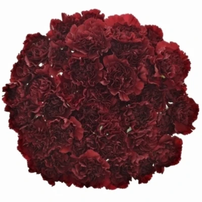 DIANTHUS ST ZURIGO