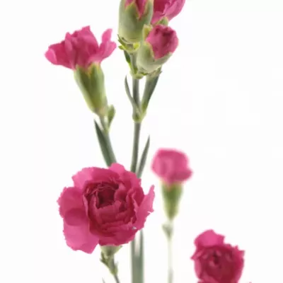 Karafiát TR BEAM CHERRY 55cm/4+