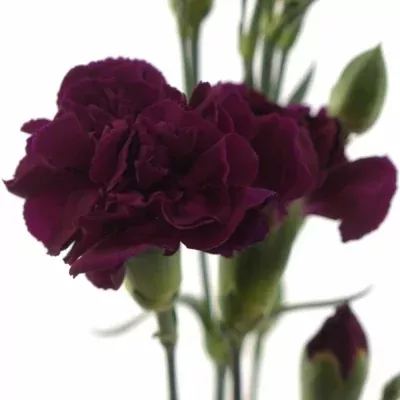 Karafiát TR BERRY 55cm/4+