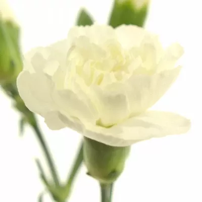 Karafiát TR BOUNTY 60cm/4+