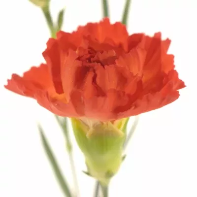 Karafiát TR CANDELARIA 55cm/4+