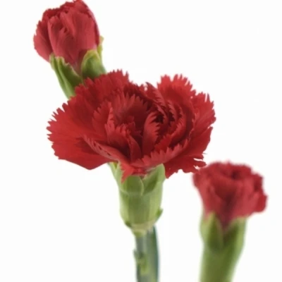 Karafiát TR CAYENNE 50cm/4+