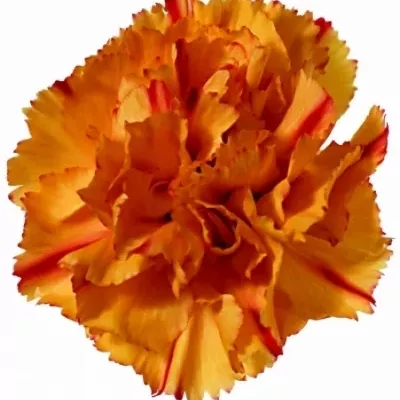 Karafiát TR EILAT 60cm/4+