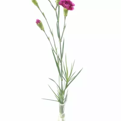 Dianthus TR HOT PINK Tessin 60cm / 6 +