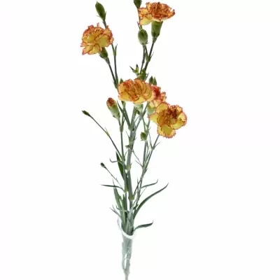 DIANTHUS TR ISABELLE 60cm/4+