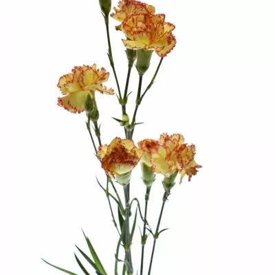 DIANTHUS TR ISABELLE 60cm/4+