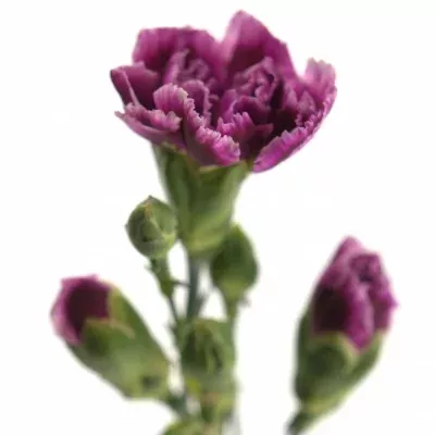 Karafiát TR LIN 60cm/4+