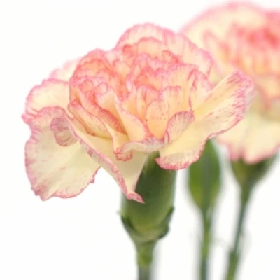 Karafiát TR MELOSA 60cm/4+