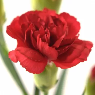 Karafiát TR MERMAID 60cm/6+