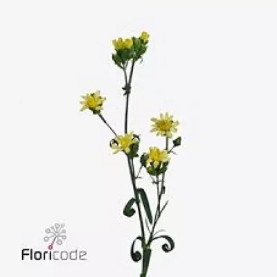 DIANTHUS TR MINT STAR YELLOW