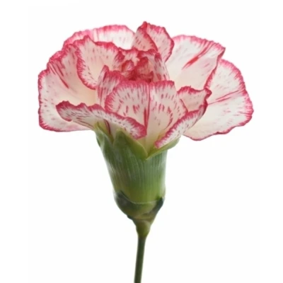 DIANTHUS TR MINUETTO