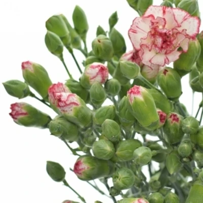 DIANTHUS TR MINUETTO