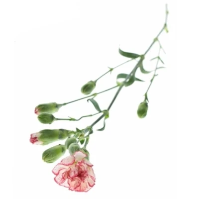 DIANTHUS TR MINUETTO