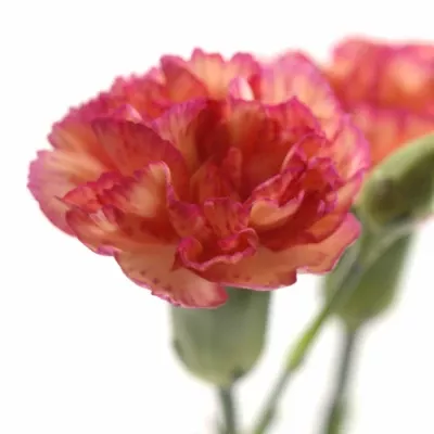 Karafiát TR NICETO 55 cm / 4+