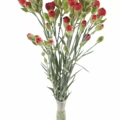 Dianthus TR Piaffa 60cm / 4 +