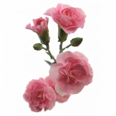 DIANTHUS TR PINK AMELIE