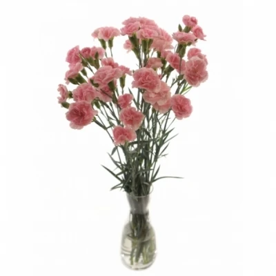 DIANTHUS TR PINK AMELIE