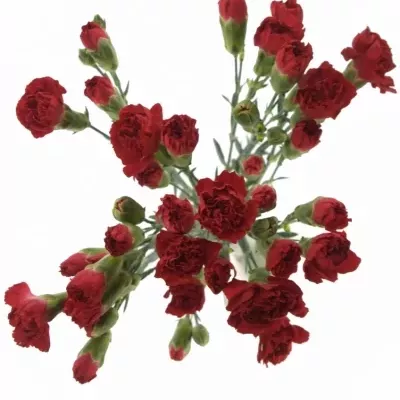 DIANTHUS TR RED KISS