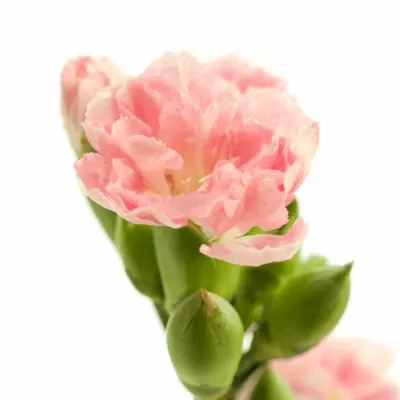 Karafiát TR RONDINE 55cm/4+