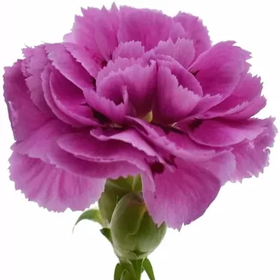 Karafiát THE SIMPSONS BOE 55cm/4+