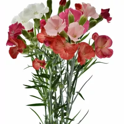 Karafiát TR SOLOMIO MIX 50cm/2+