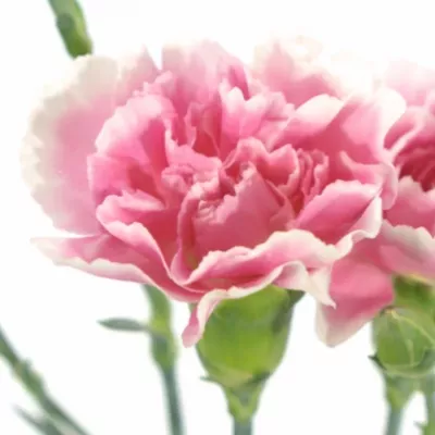 Karafiát TR TESSINO 60cm/4+