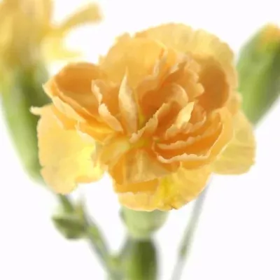 Karafiát TR WESTPEACHY 60cm/4+