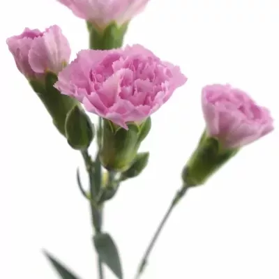 Karafiát TR WISH 65 cm / 4+