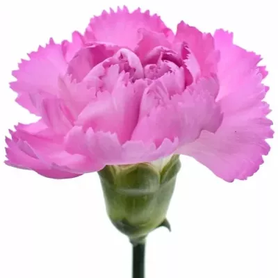 Karafiát TR YONGO 60cm/4+