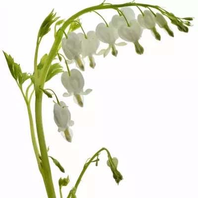 Dicentra SPECTABILIS ALBA 30cm