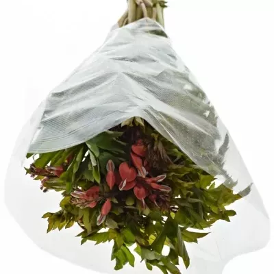 DICENTRA SPECTABILIS VALENTINE 60cm