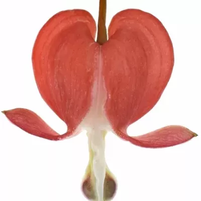 DICENTRA SPECTABILIS VALENTINE 60cm