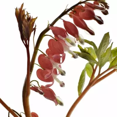 DICENTRA SPECTABILIS VALENTINE 60cm