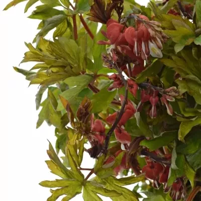 DICENTRA SPECTABILIS VALENTINE 60cm