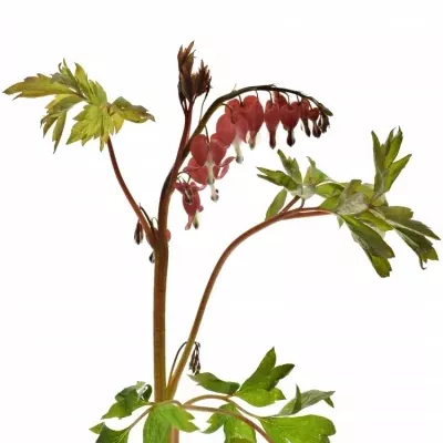 Dicentra SPECTABILIS VALENTINE 60cm