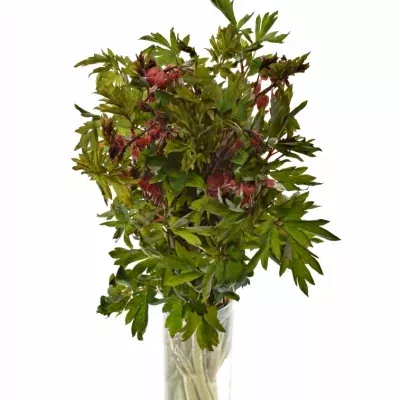 DICENTRA SPECTABILIS VALENTINE 60cm