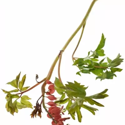 DICENTRA SPECTABILIS VALENTINE 60cm