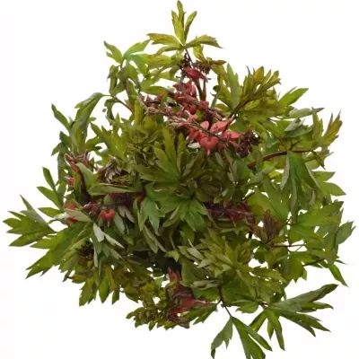 DICENTRA SPECTABILIS VALENTINE 60cm