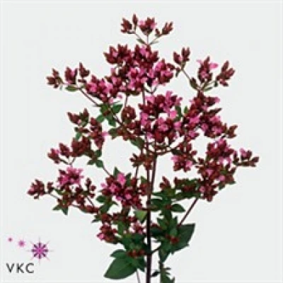 Dobromysl VULGARE CHARM PURPLE 50cm